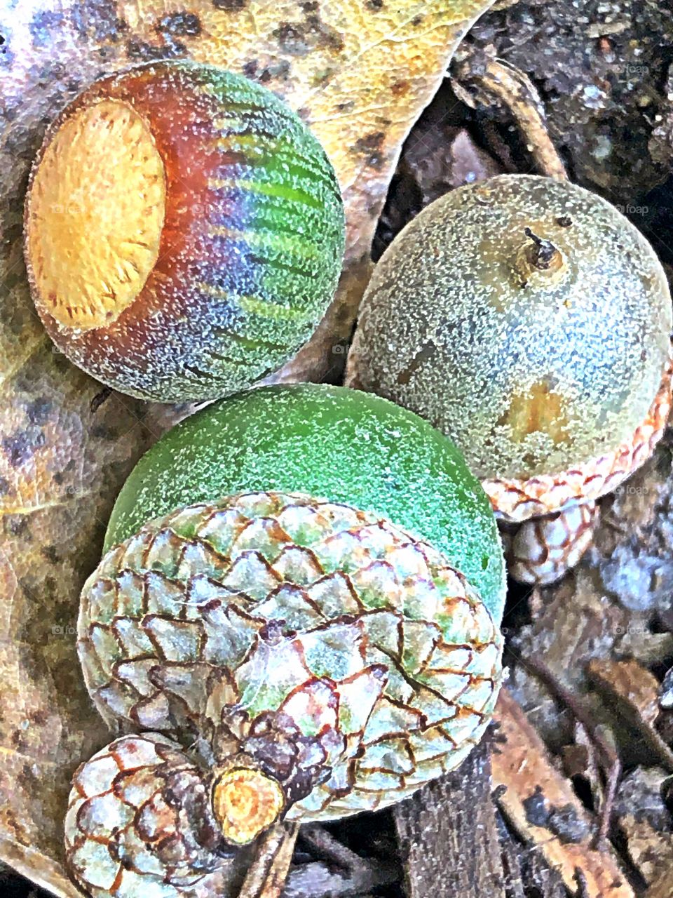 acorns