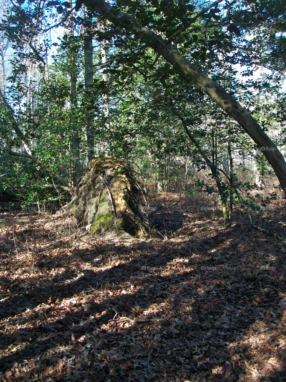 Wood, Nature, Tree, Landscape, Leaf