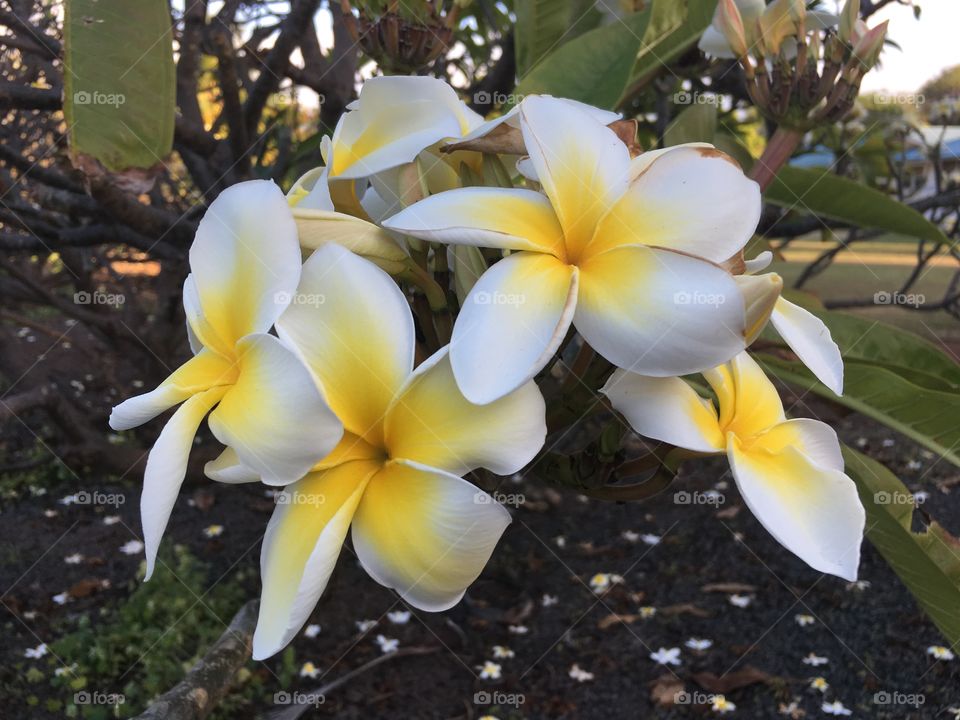 Plumeria