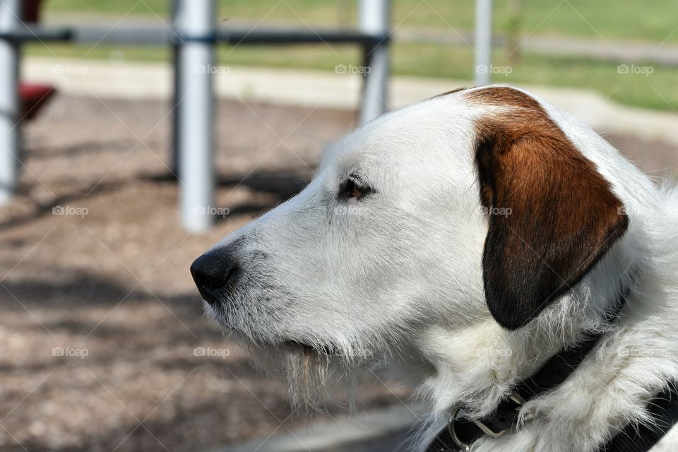 Cute dog enjoying a summer afternoon at playground 