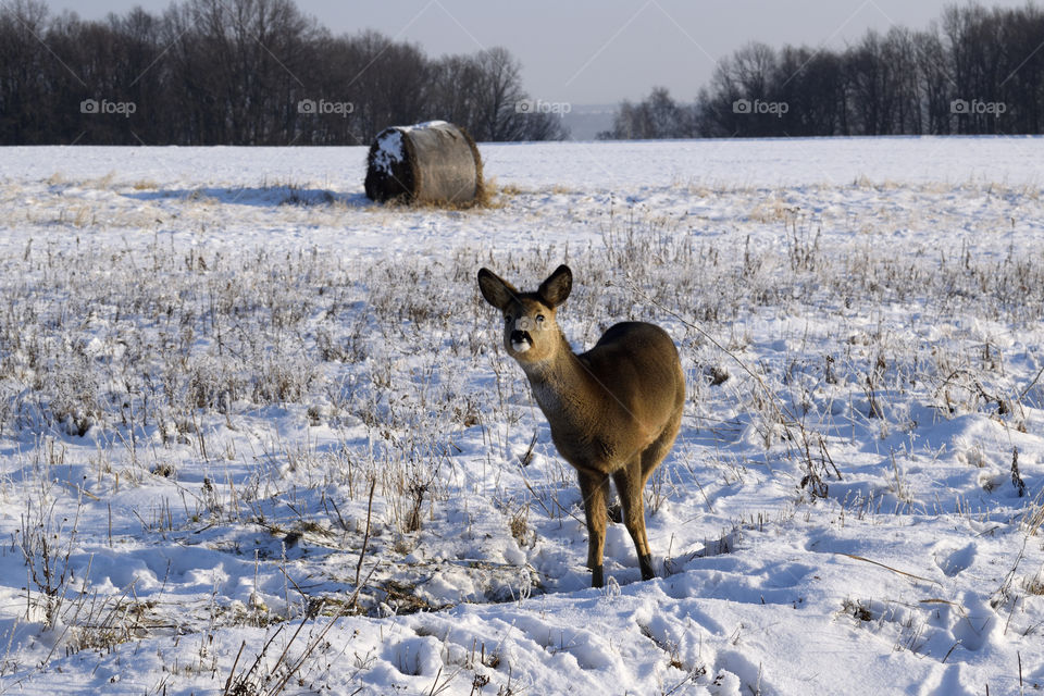 Roe deer