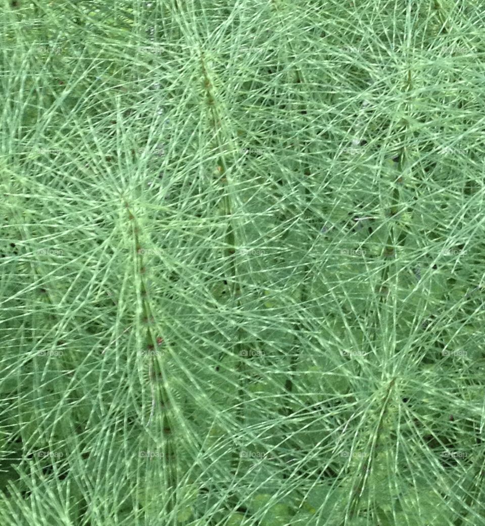 Beautiful Ornamental Grass in Muir Woods, California