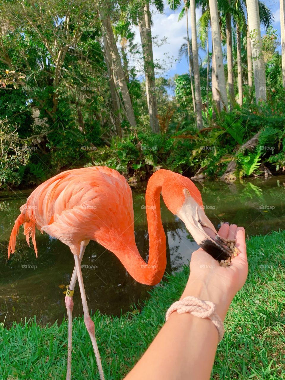 Flamingo 