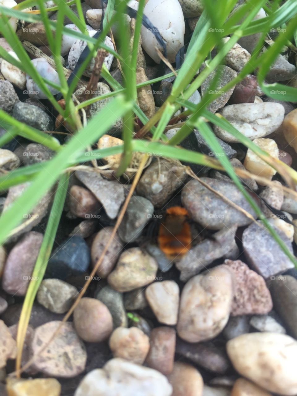 Bee on stones 