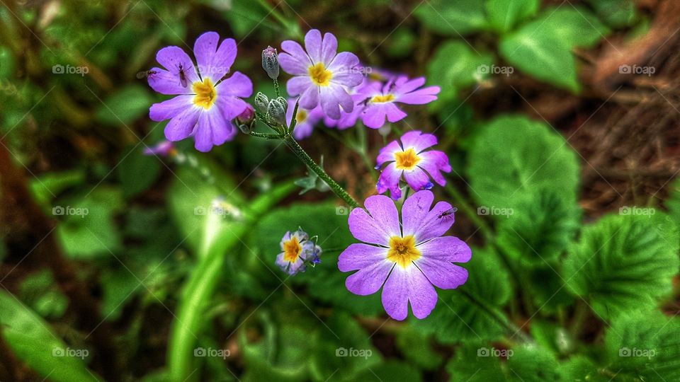 small purple flowers with a green backgrounds