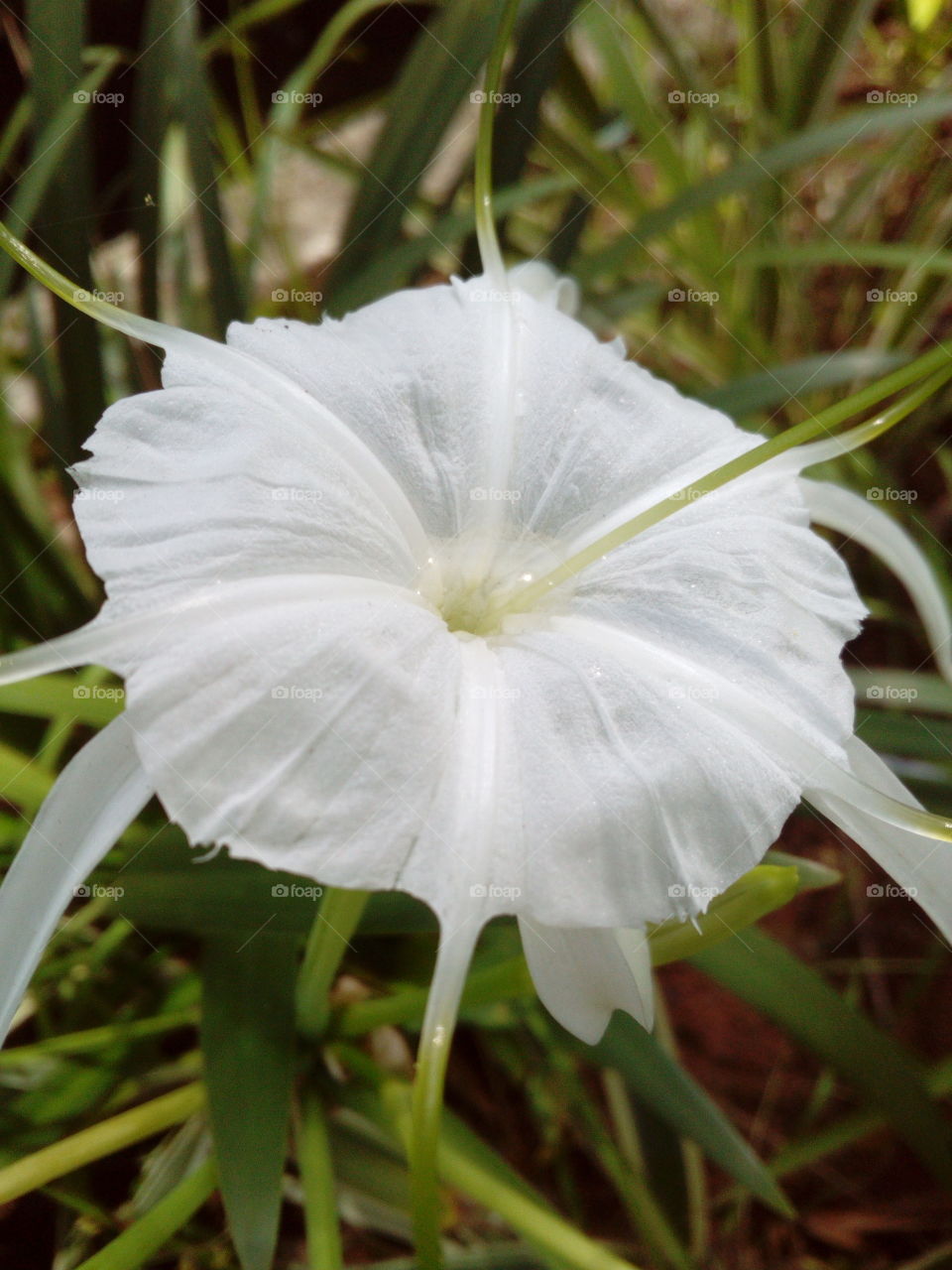 White flower in full bloom