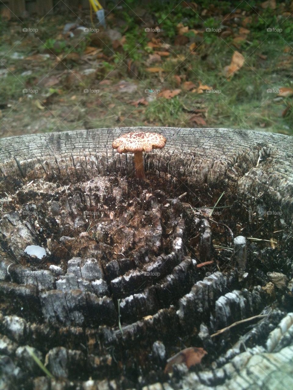 Mushroom