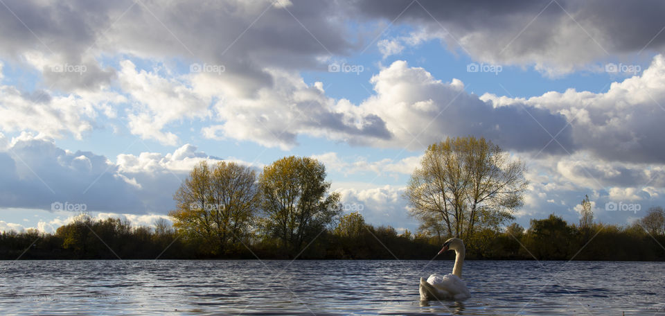 Swan on St. Chad's water, Church wilne