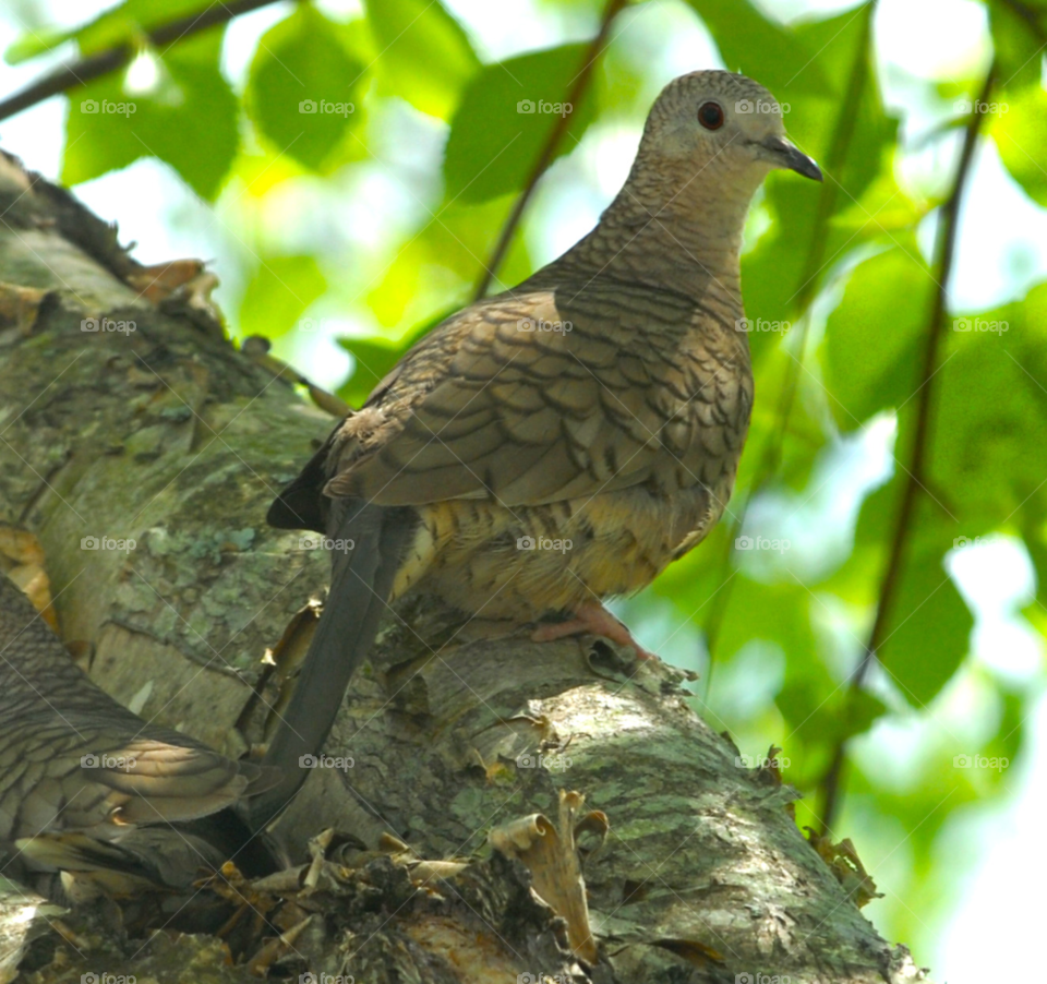 tree bird birch wild by lightanddrawing