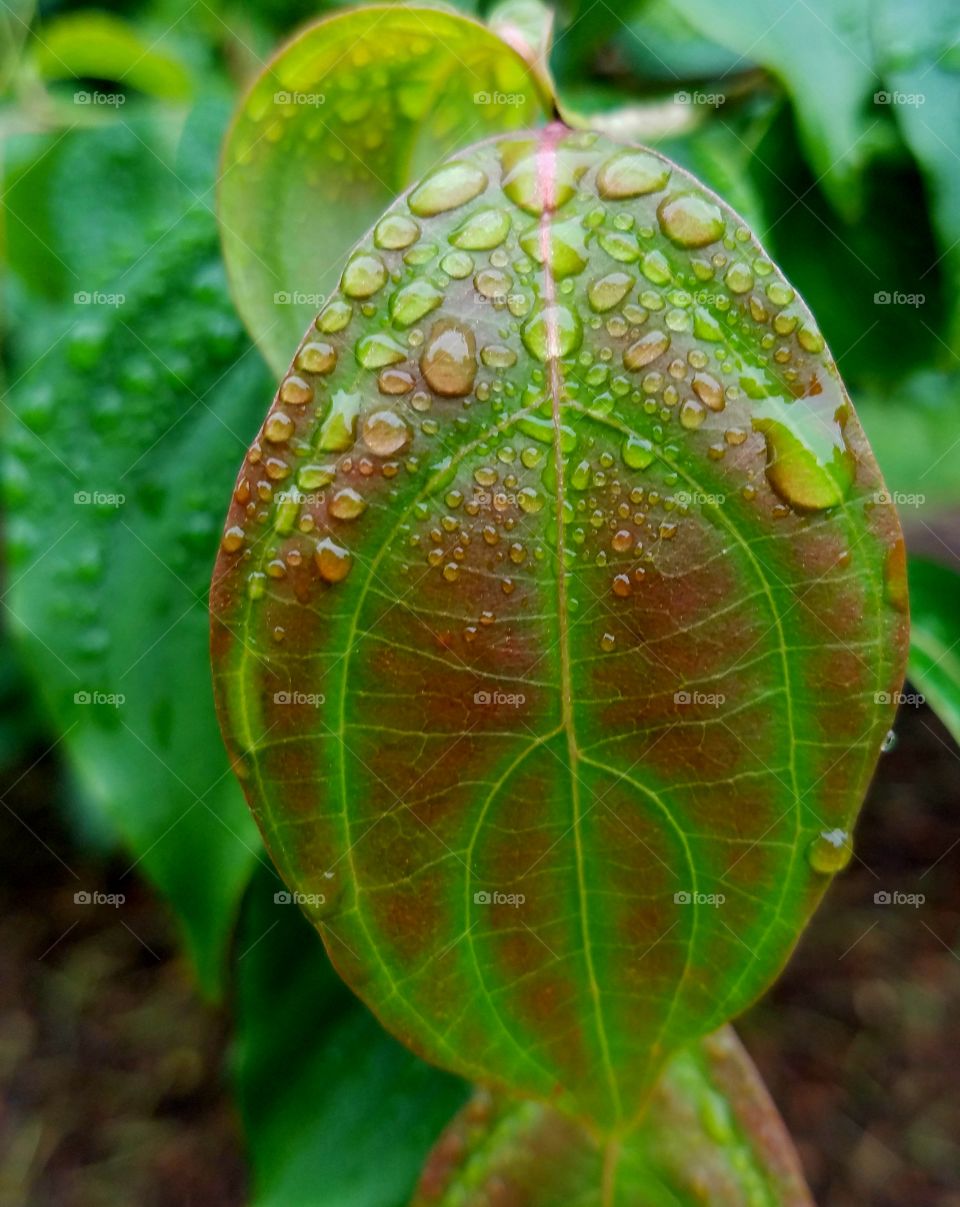 green leaf with purple pattern covered in raindrops.