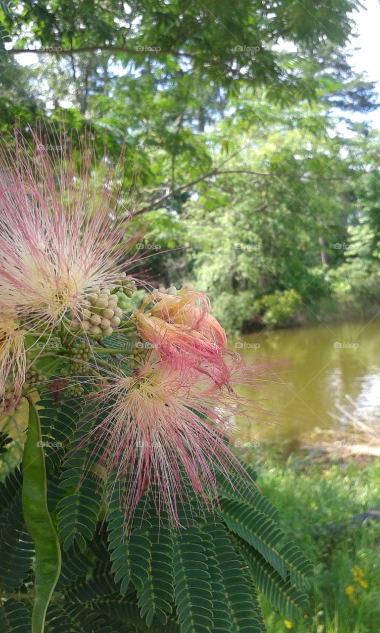 feathery flora, wetlands