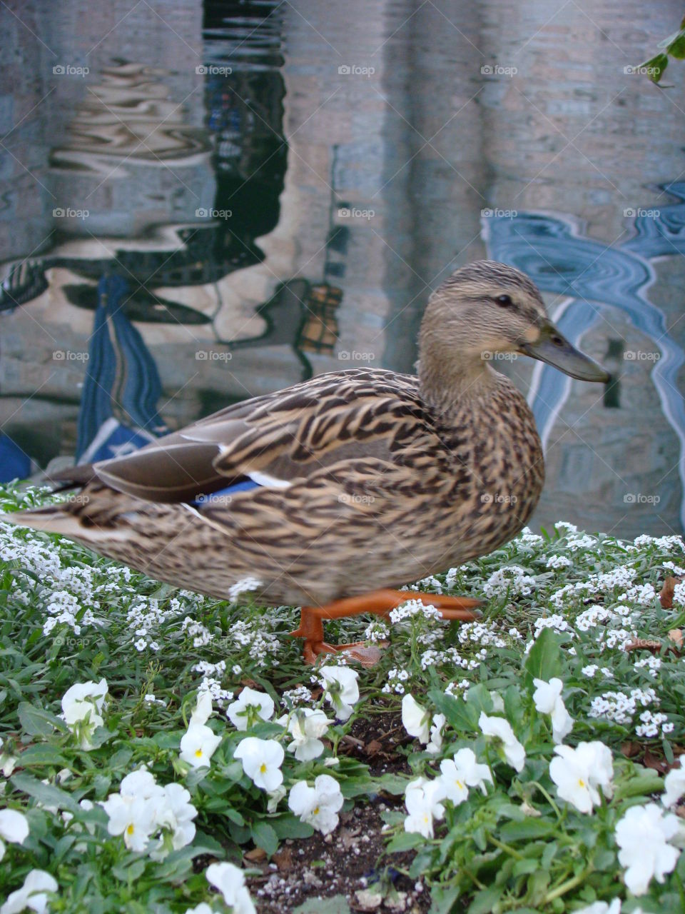 Disneyland duck