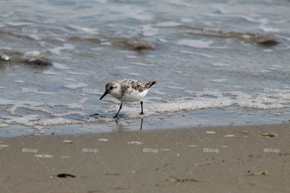A small sand plover feeding in the shallow waves and sea foam on the beach in Wells Maine