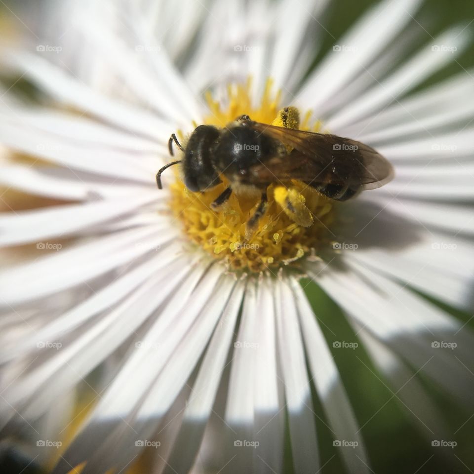 Bee busy on flower 