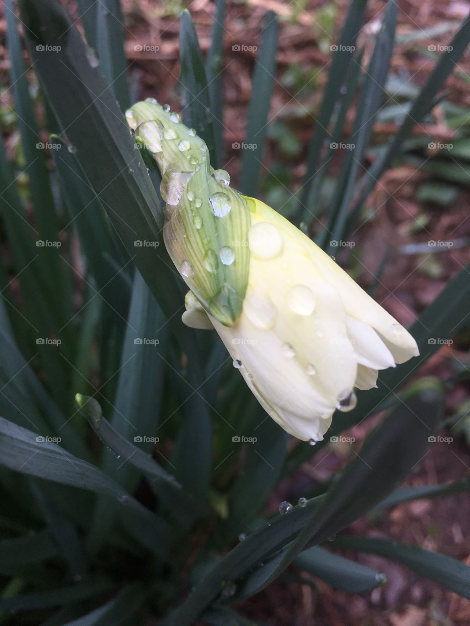 Raindrops on daffodil