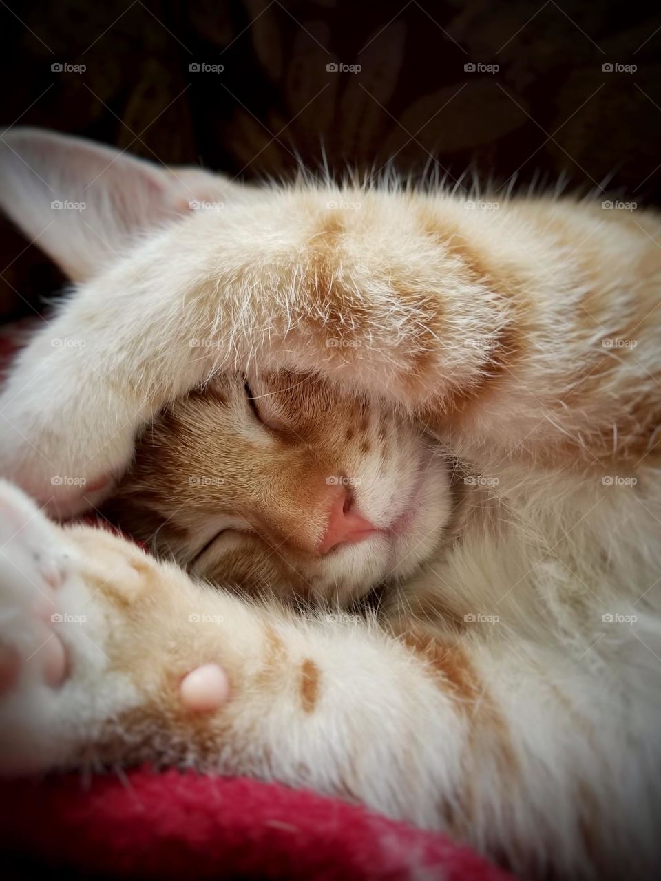 The Newest Member of Our Family, Sweet Orange & White Tabby 🐈 "Lilly" Kitten taking a Nap