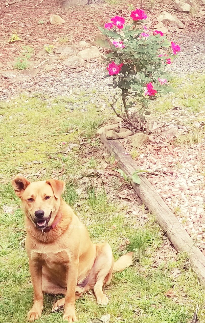 Dogs days of Spring while simple woods living, beauty of the vibrant pink rose bush, just a dog loving his lusciously rustic yard.