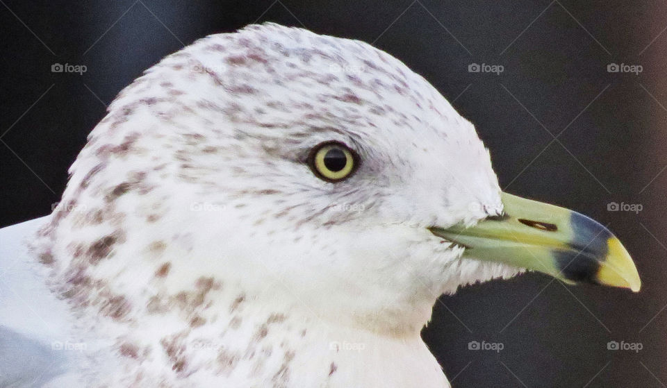 close ferry seagull up by delvec