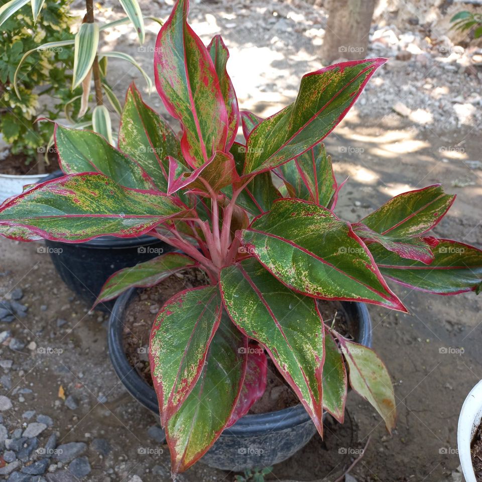 The Aglonema Lipstick ornamental plant is strong, drought resistant, easy to care for, and is called an ornamental plant that brings good luck