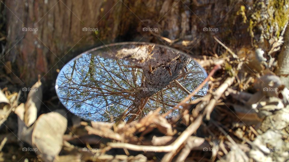 Cedar Tree Reflections