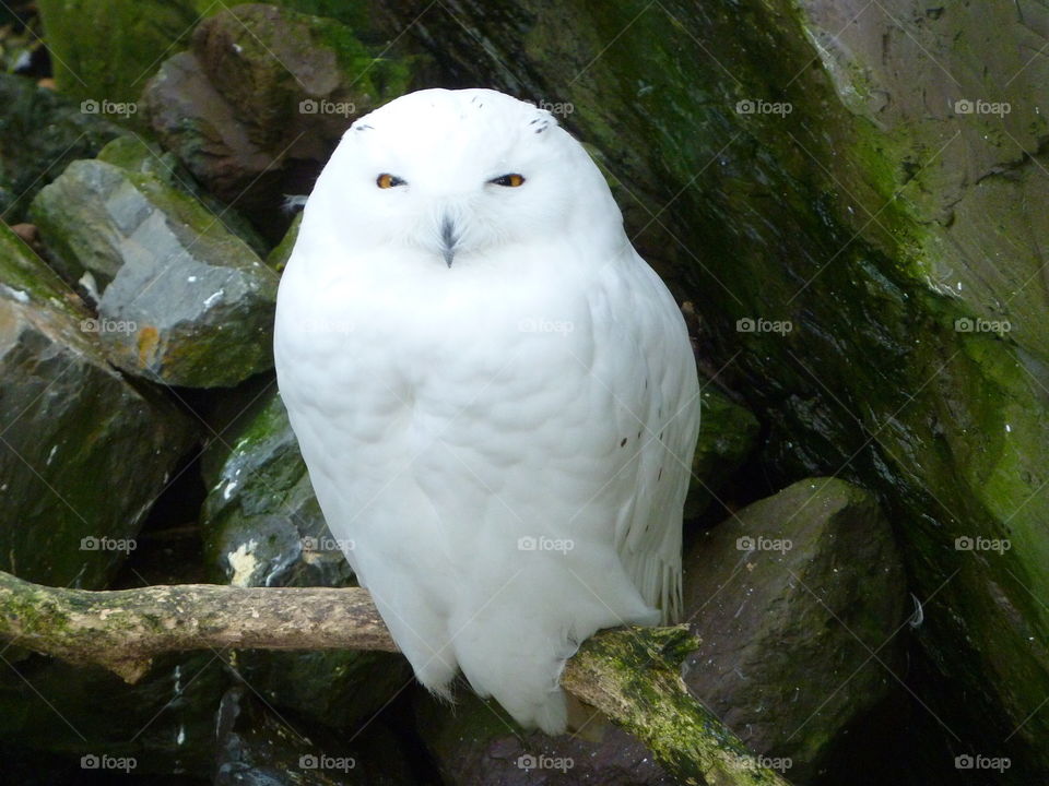 Snow owl