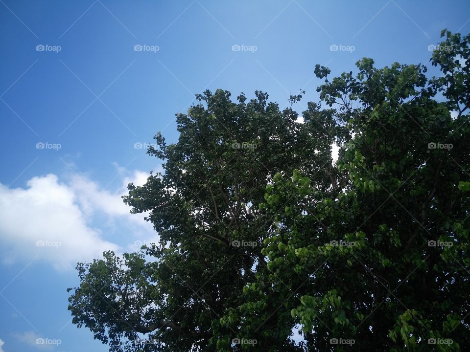 A holy fig tree which is often found in all parts of India.