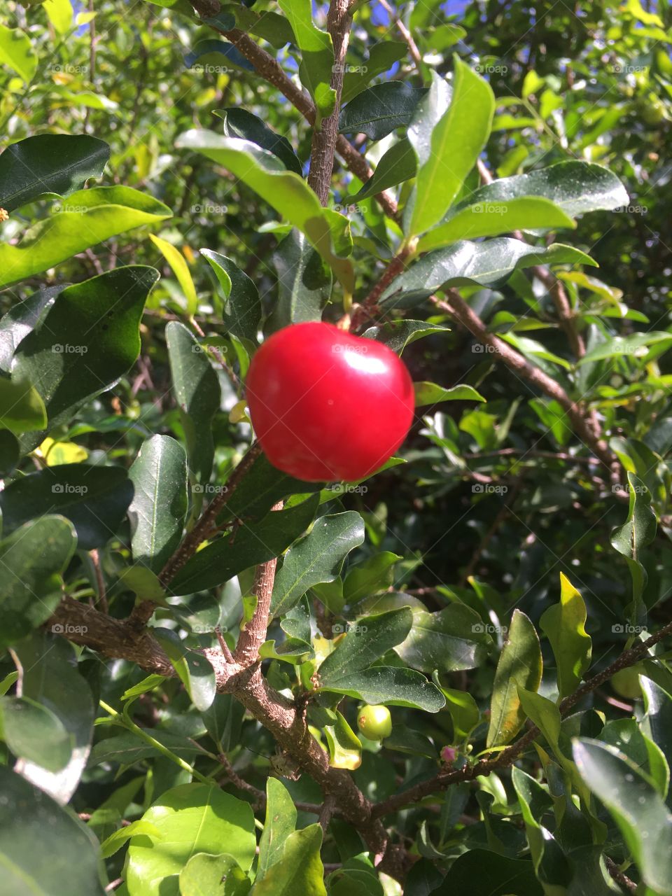 #Acerola!
Do #pomar do meu pai, é uma fruta extremamente rica em vitamina C - e essa safra veio bem docinha.
😋 
#delícia #saúde #frutas #VitaminaC