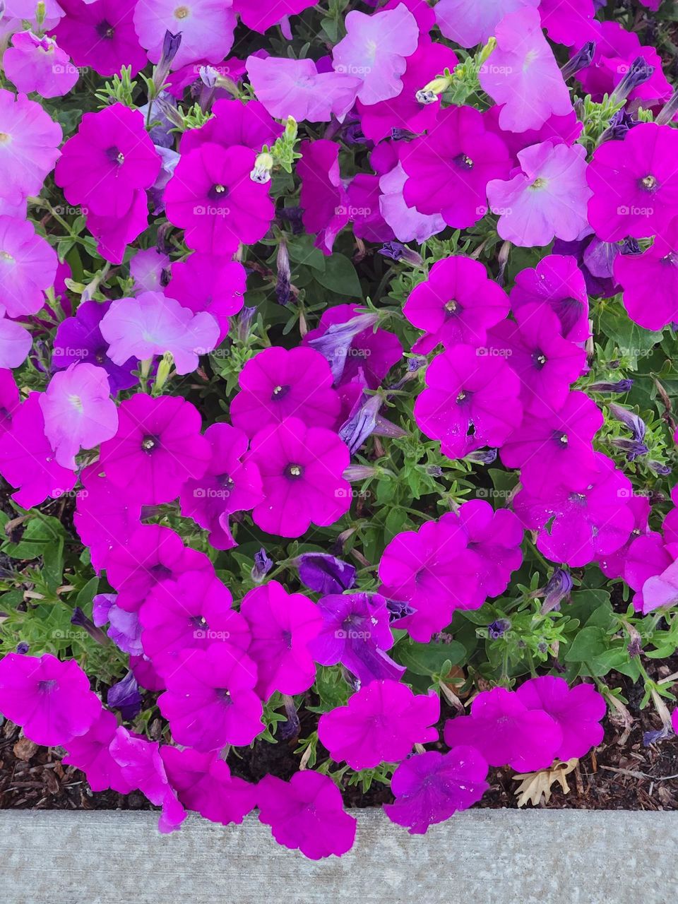 patch of bold pink and purple Petunia flowers with green leaves