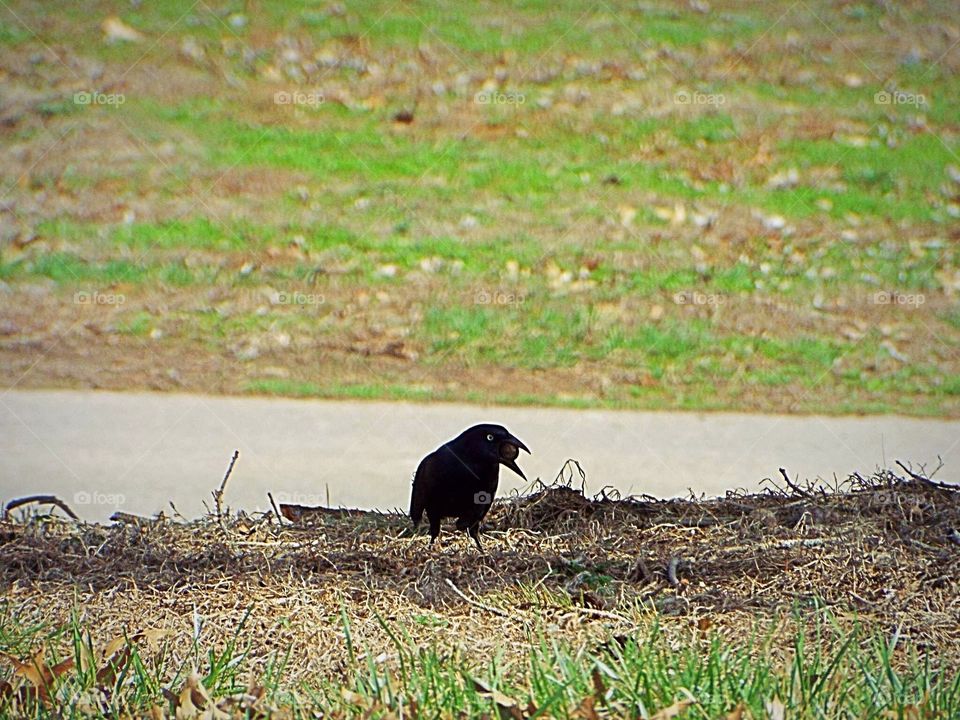 Magpie with acorn in his mouth 