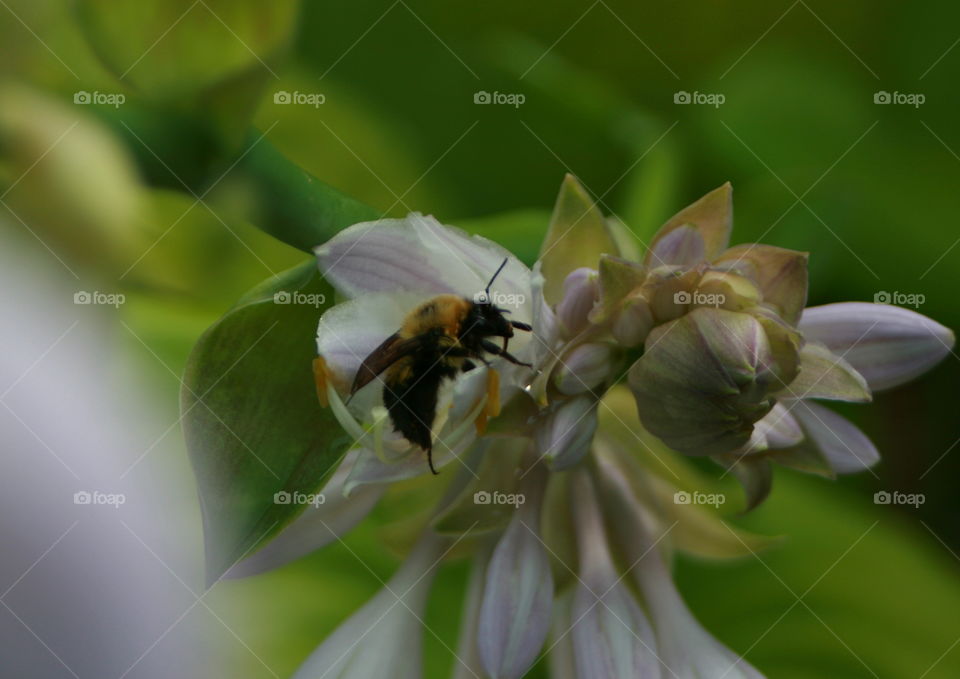 Bee 