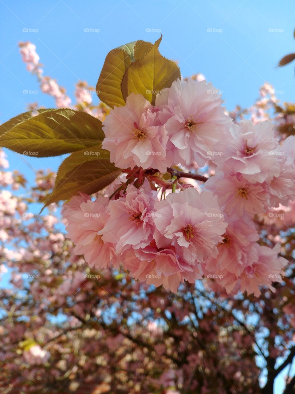 Blüten blühen rosa kirschblühte