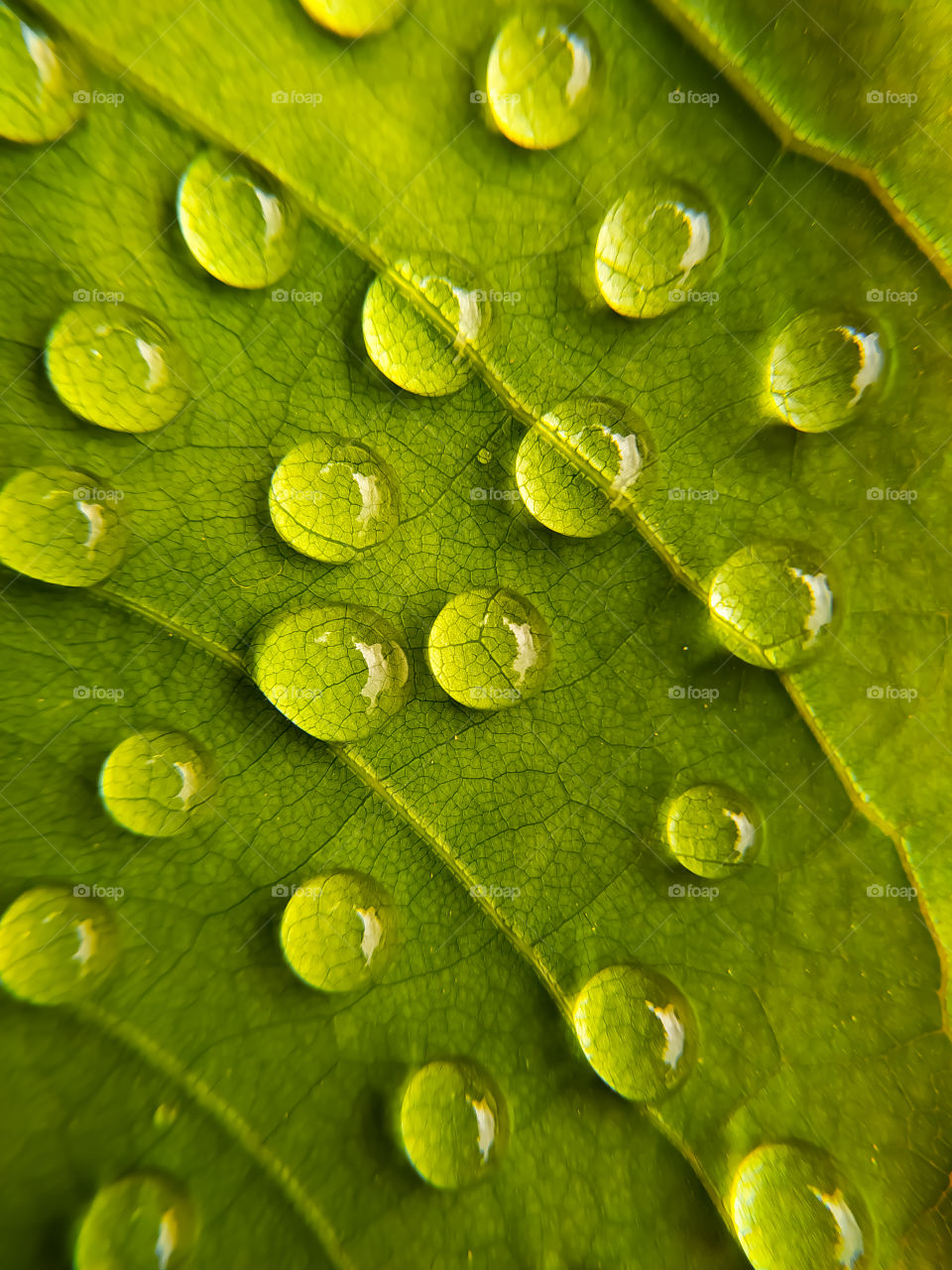 green leaf with dew drops