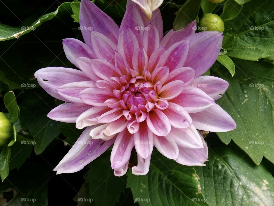 Dahlia shades of pink 