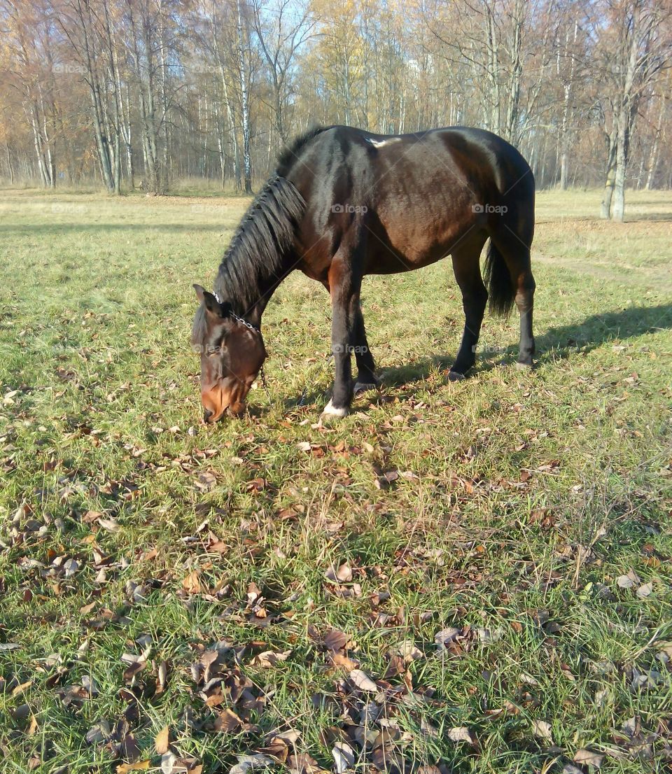 Mammal, Cavalry, Mare, Horse, Pasture