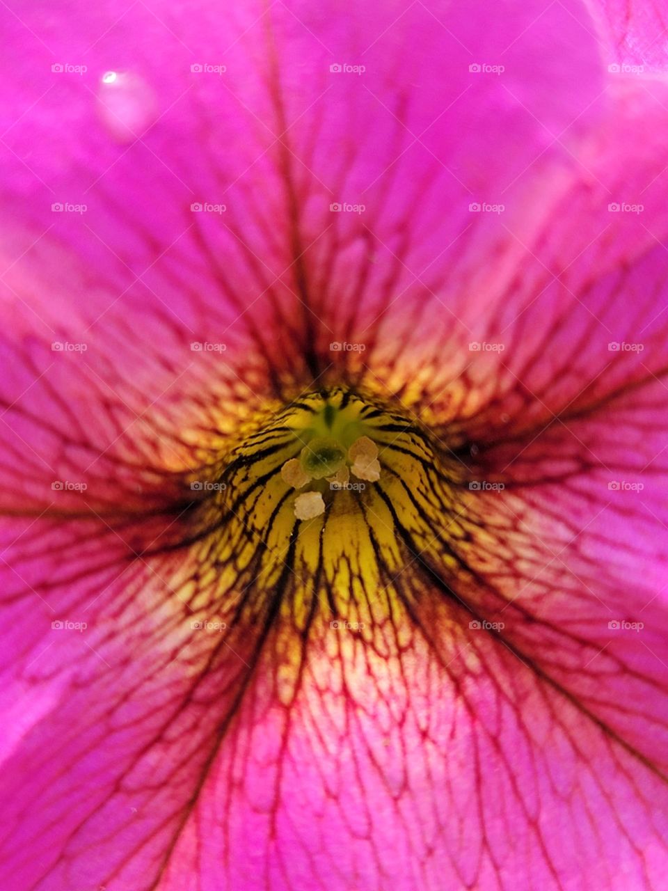 close up of pink and yellow flower