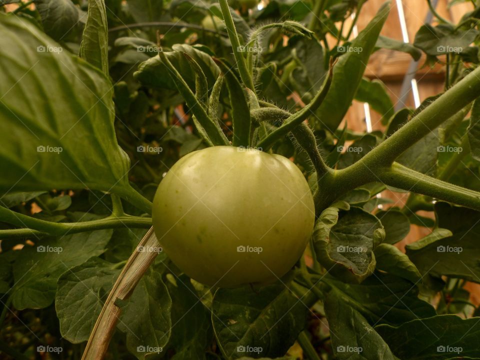 Growing tomato