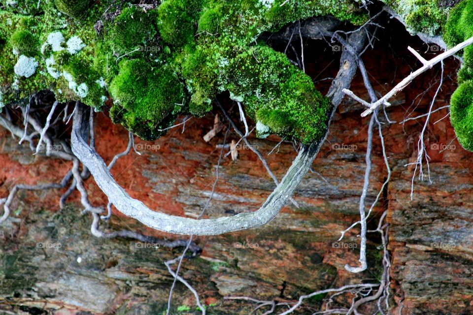 soil erosion on a lake with roots exposed and a carpet of moss.