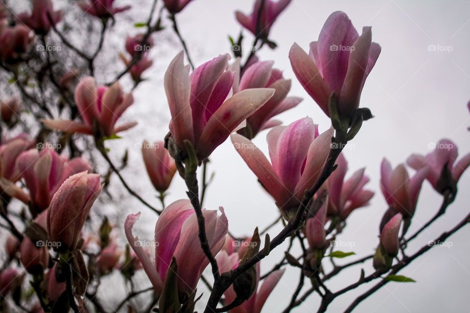 Magnolia flowers