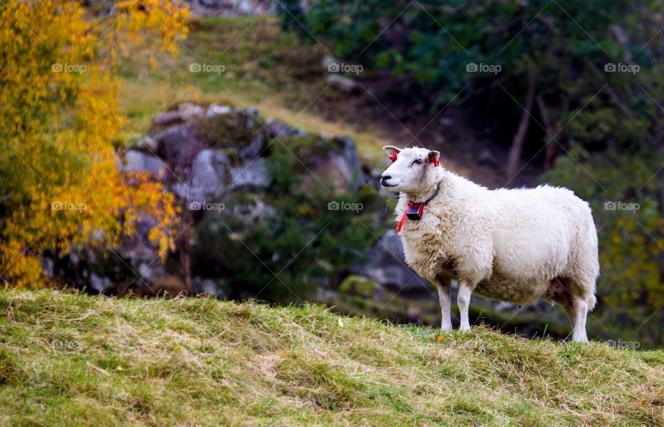Sheep standing on the grassy land