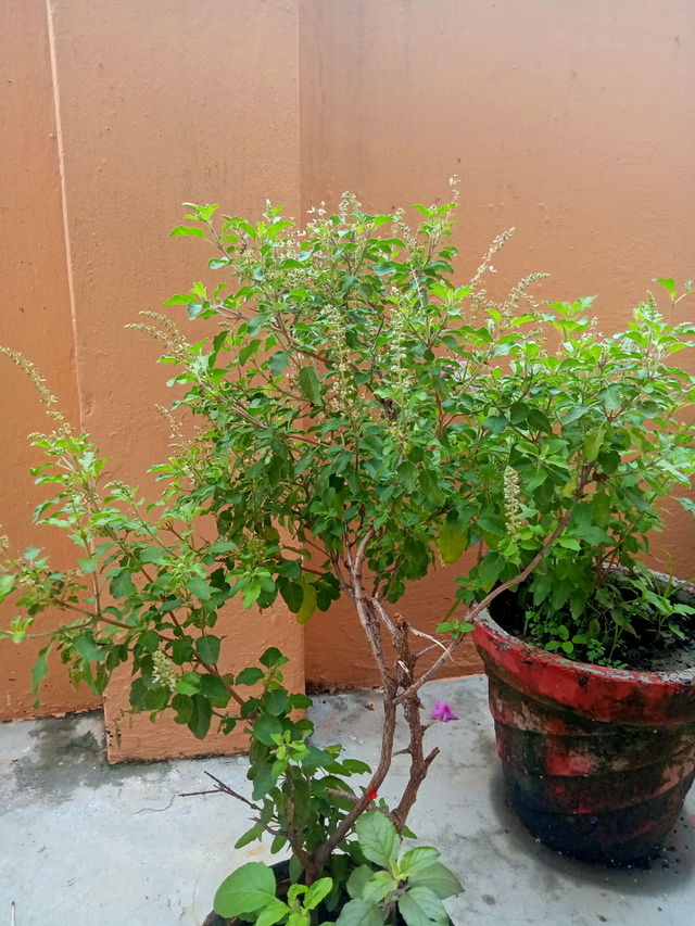 Ocimum tenuiflorum, commonly known as holy basil or Tulsi