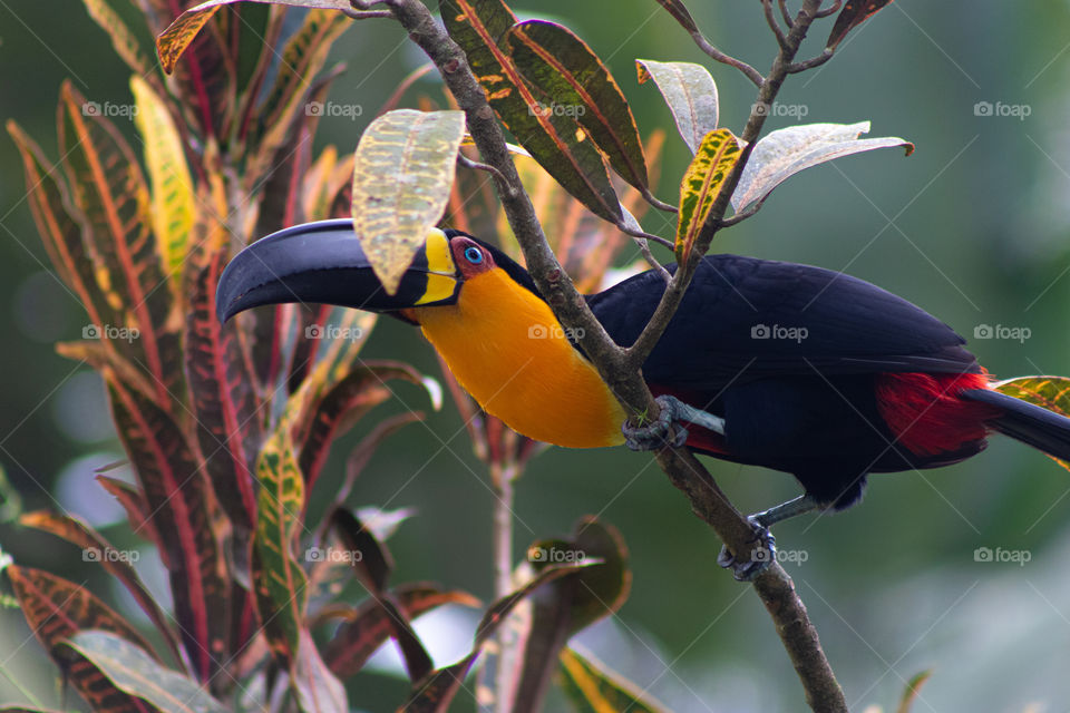 Pássaro colorido em árvore na mata atlântica.