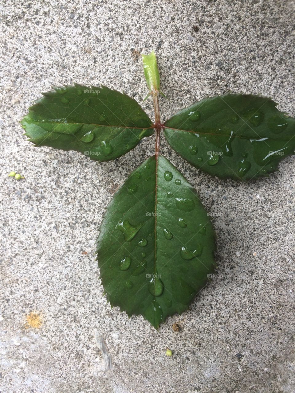 Leaf ...