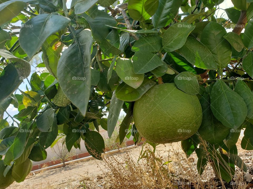 grapefruit tree
