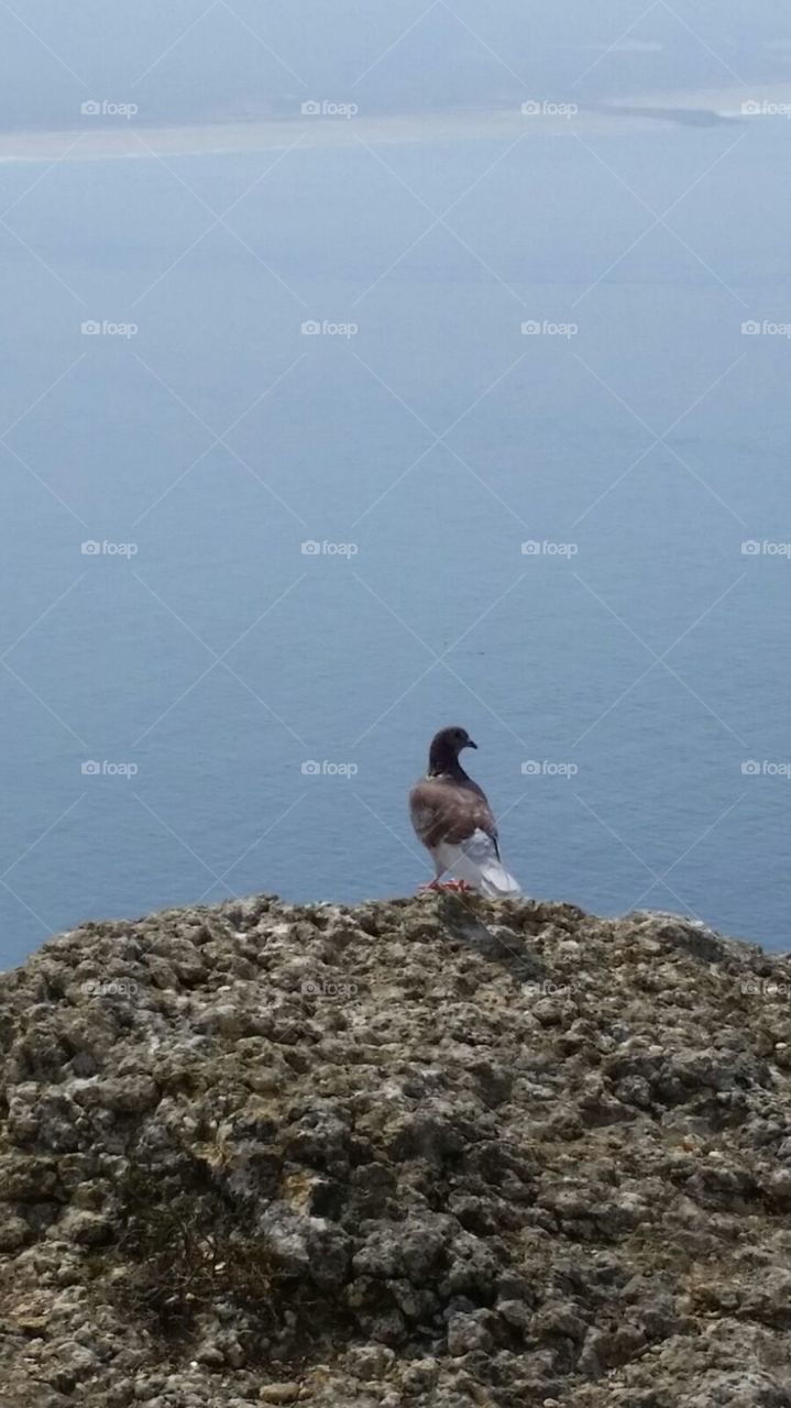 Bird and sea