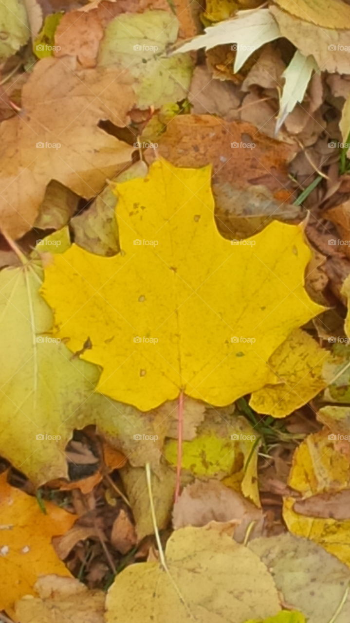 maple leaf forever