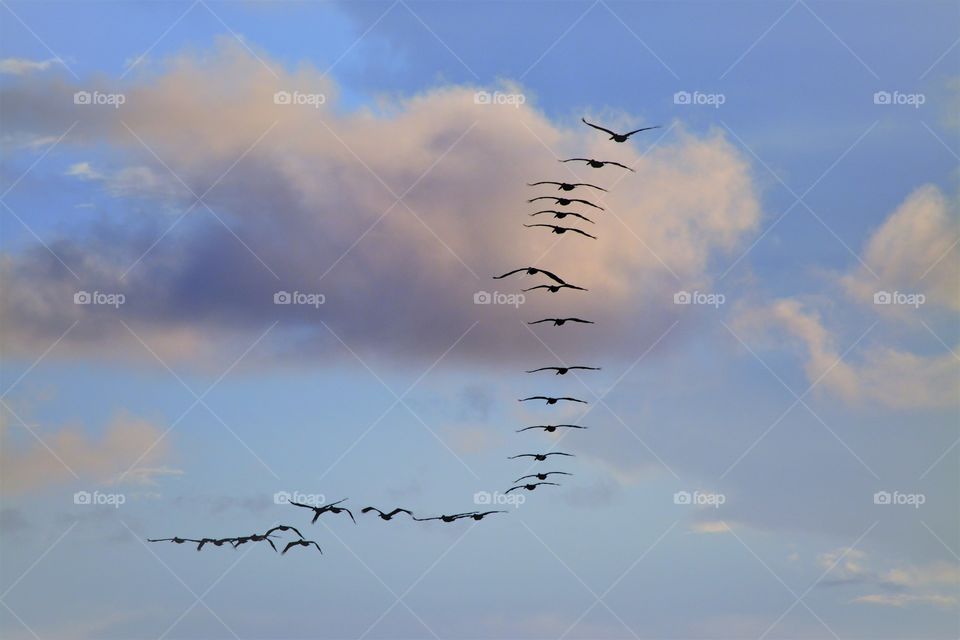 Pelicans form a flight formation above Folly Beach South Carolina