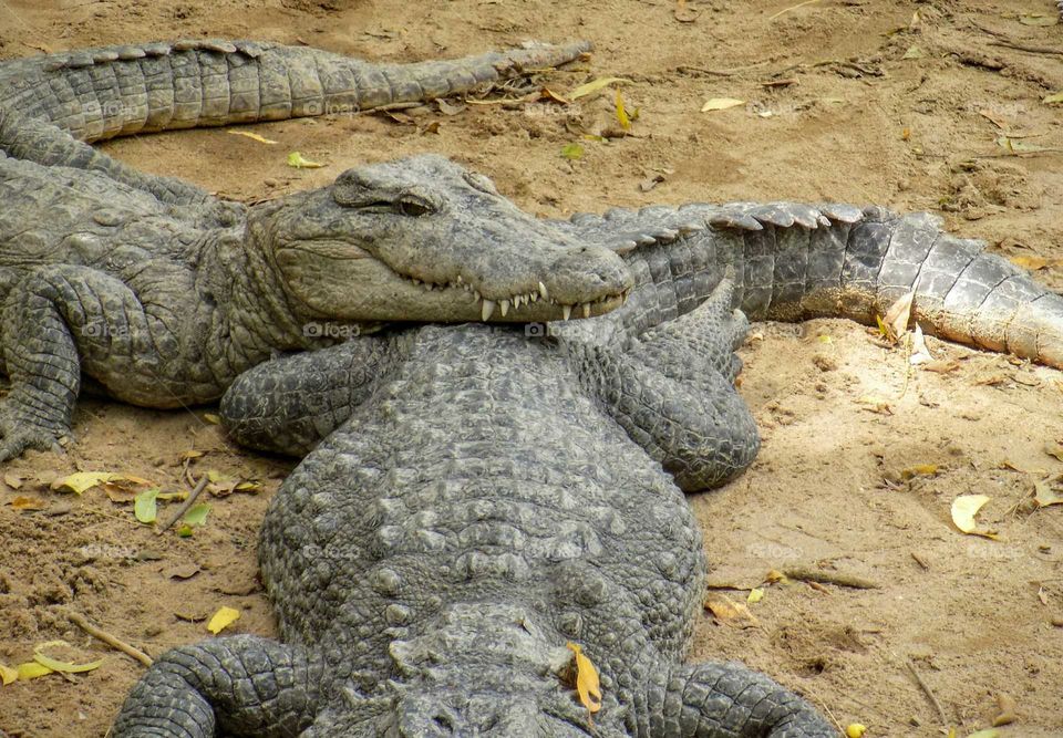 Friends forever. Crocodile resting on it's friend's back. Madras crocodile bank.