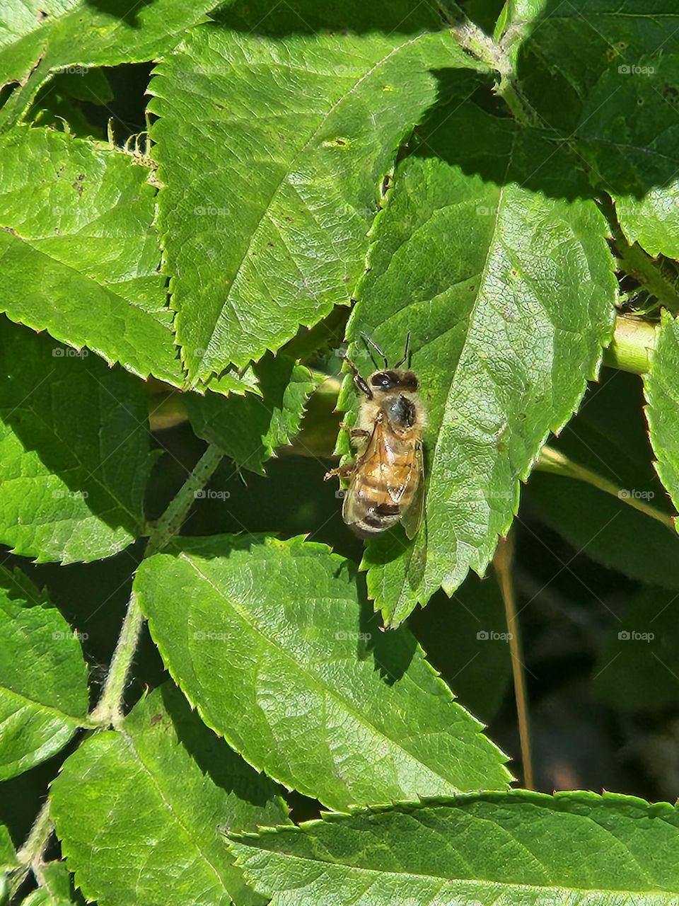 close up of honey bee on vibrant green leaves