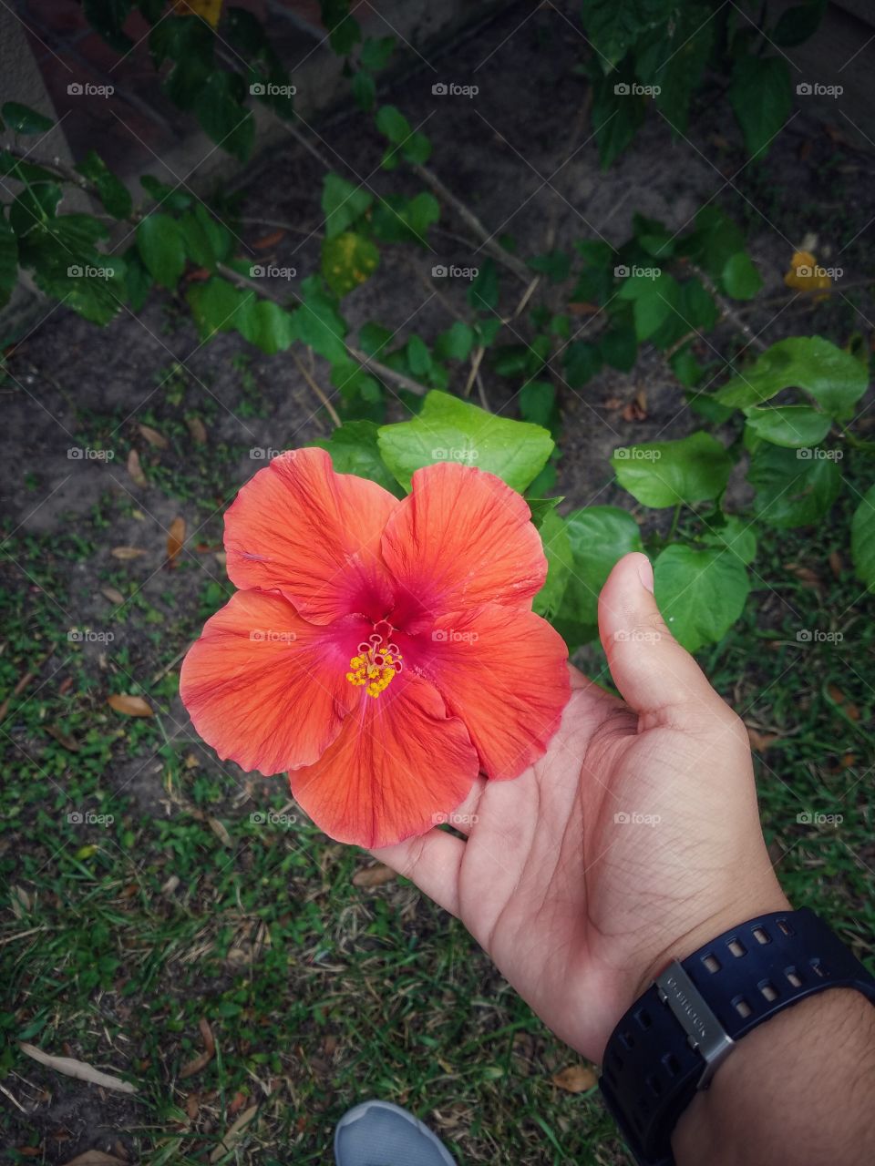 A person holding hibiscus flower