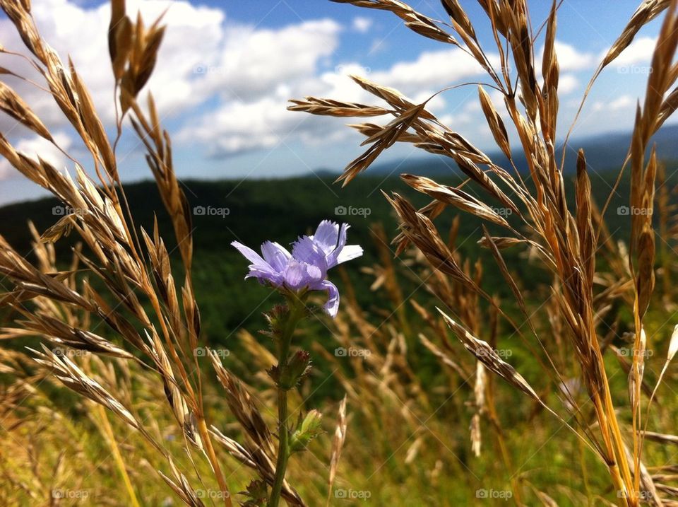 Flower in wheat field